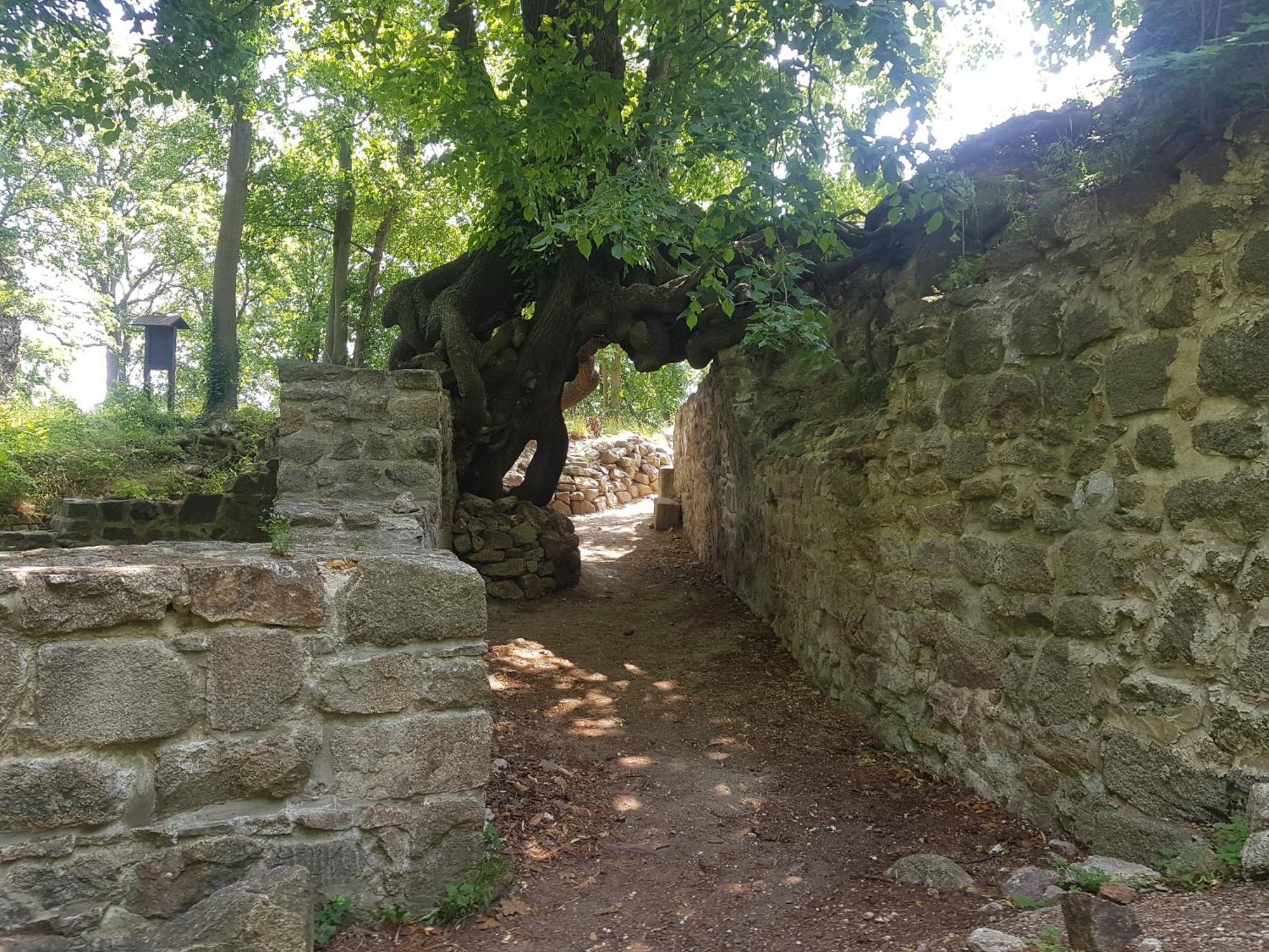 Ferienhaus Renate 7 Thale Bagian luar foto